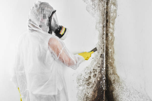 Mold Testing and Removal in Owingsville, KY