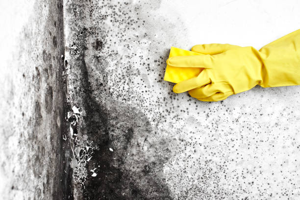 Certified Mold Removal in Owingsville, KY