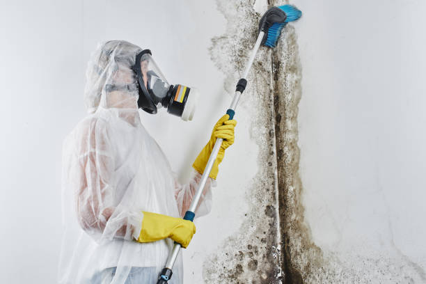 Office Mold Removal Services in Owingsville, KY
