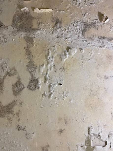 Best Certified Mold Removal  in Owingsville, KY