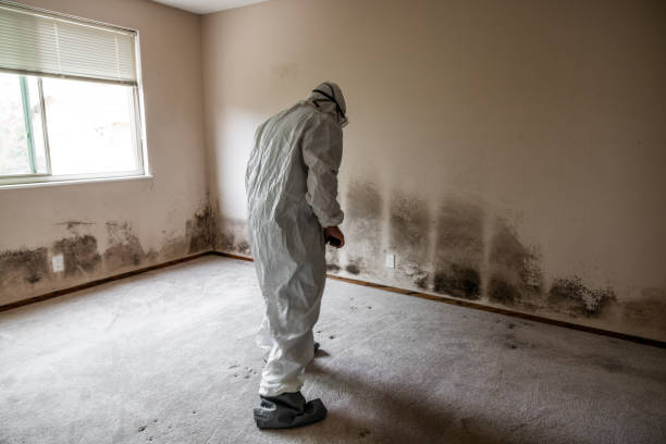 Best Home Mold Removal  in Owingsville, KY