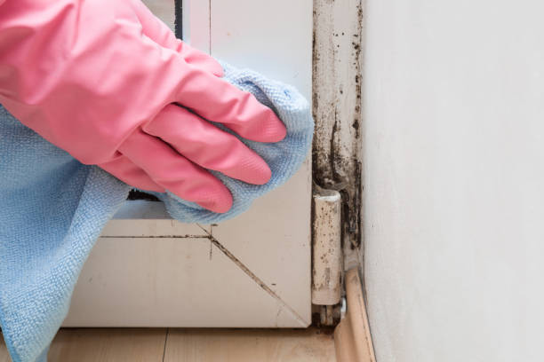 Best Mold Damage Repair  in Owingsville, KY